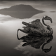 Imagen para el artículo titulado Natrón, el espeluznante lago africano que petrifica a sus víctimas